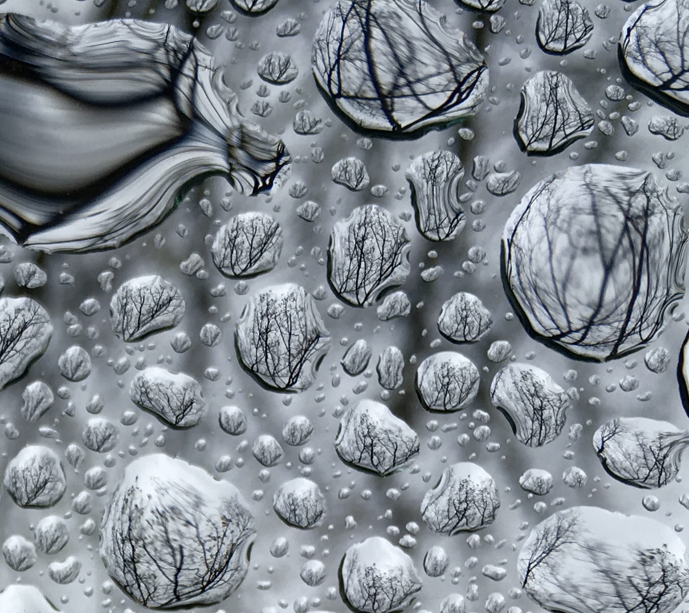 Close-up of raindrops reflecting bare winter trees on glass.