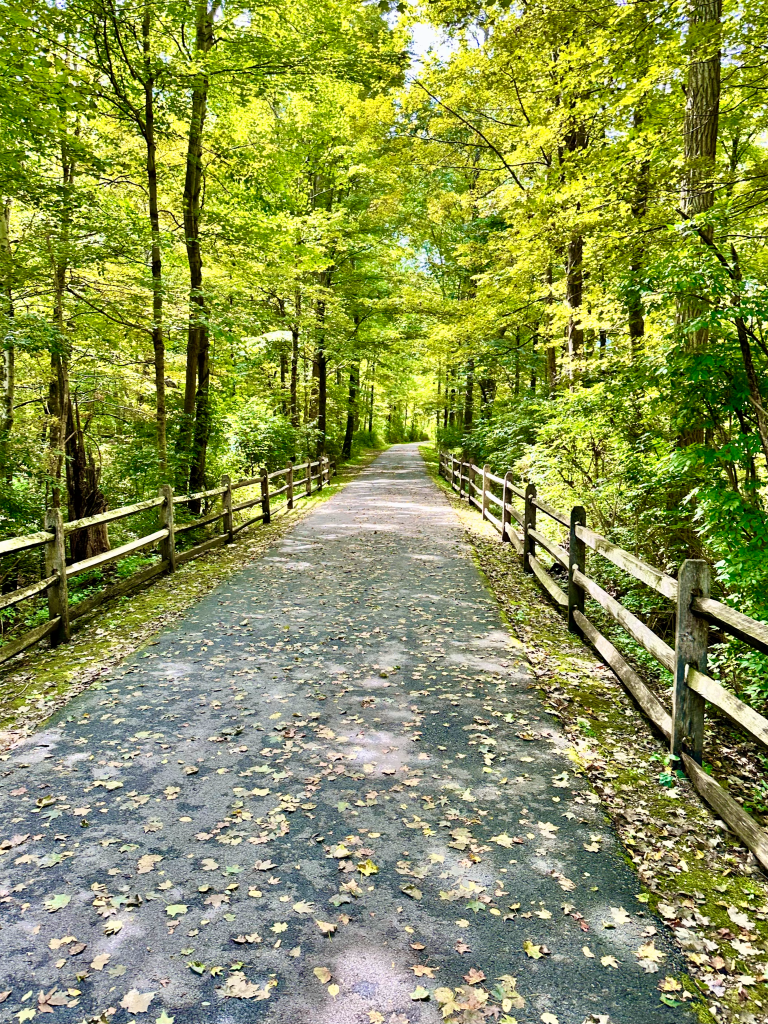 Path lined with tall trees and a wooden fence, dappled sunlight shining on the ground.