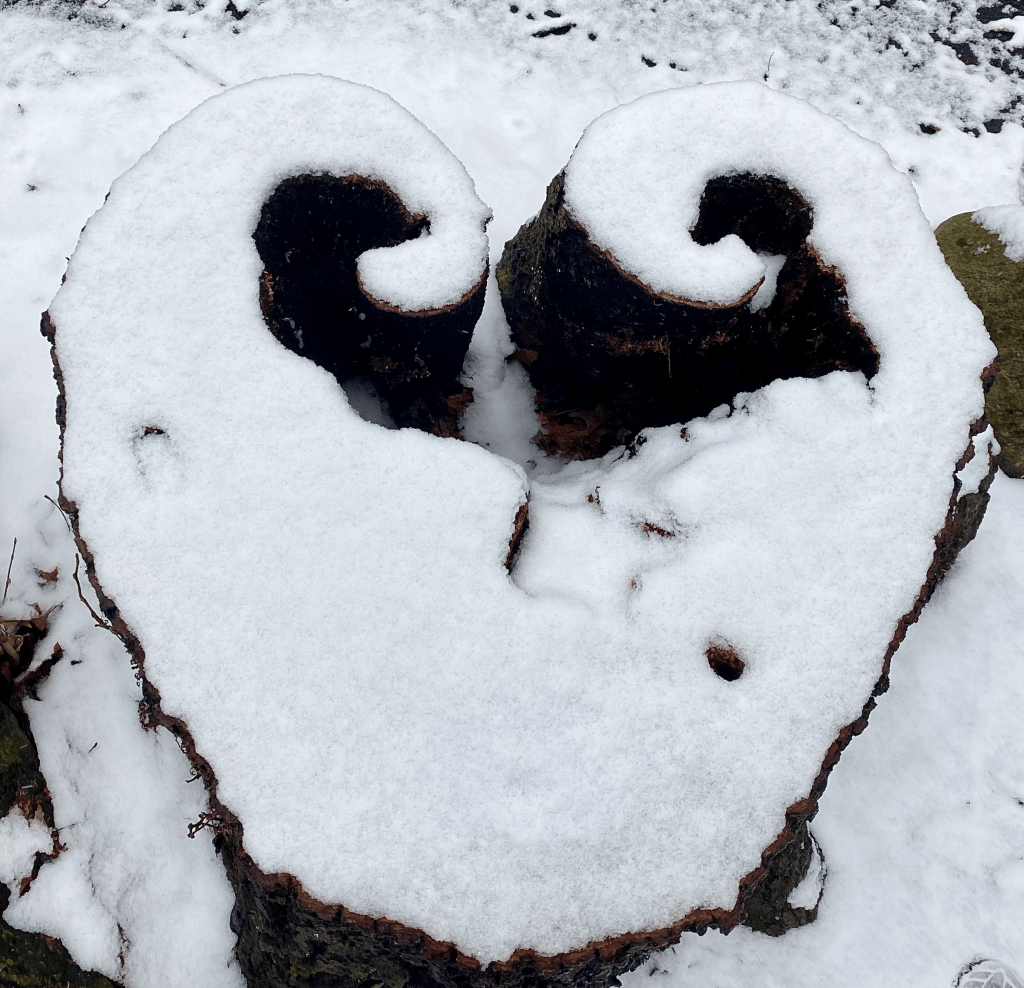 Tree stump with natural heart-like shape, covered in snow.