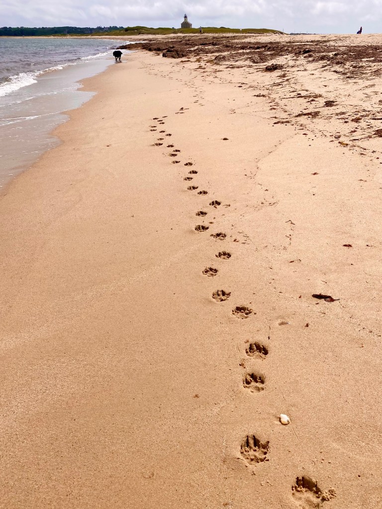 Dog Pawprints trailing across sandy beach, footprints fading into distance.