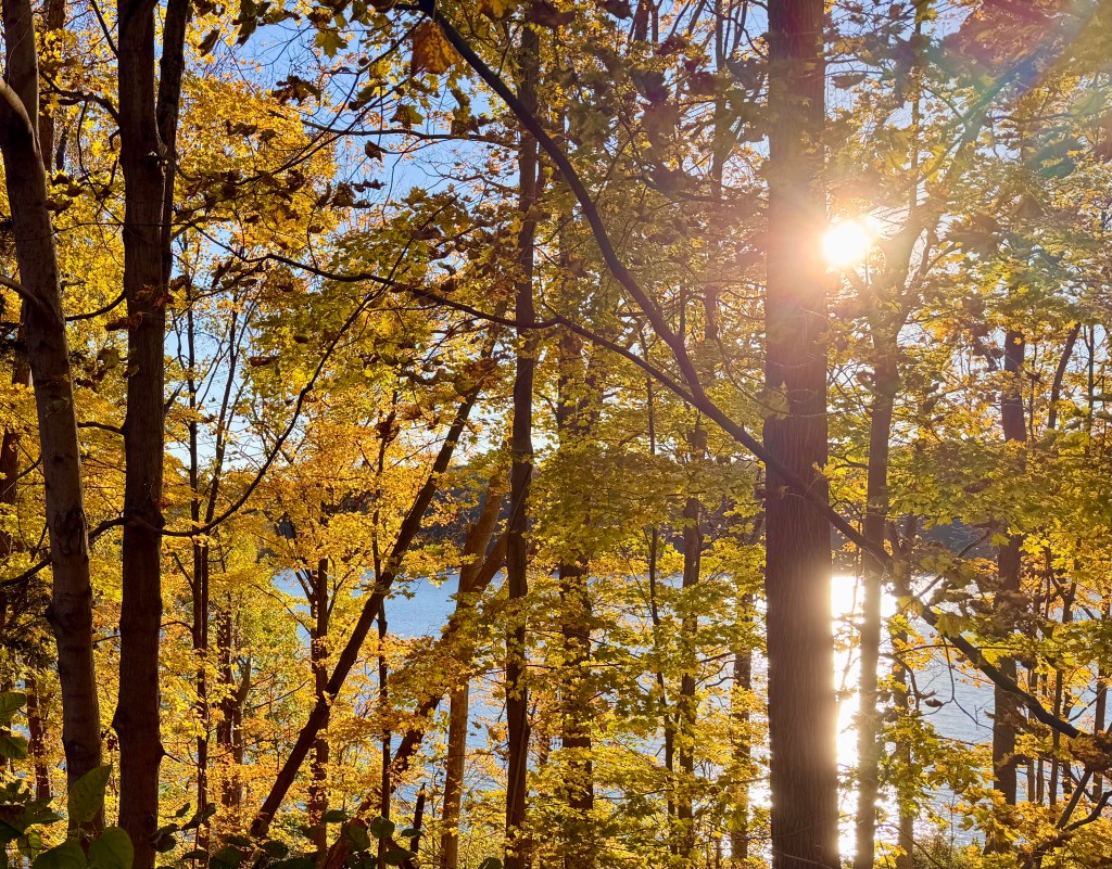 Late afternoon sunlight illuminating golden leaves by Croton Reservoir in the fall.