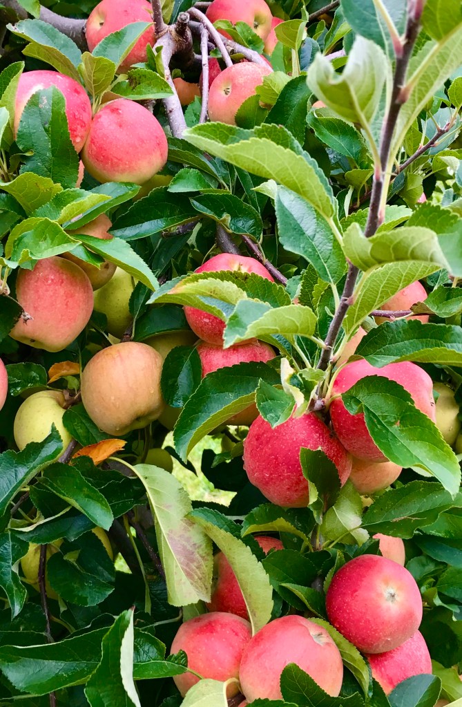 Close-up of ripe Honeycrisp apples on the tree, with green leaves and bright pink and red hues, ready for harvest.