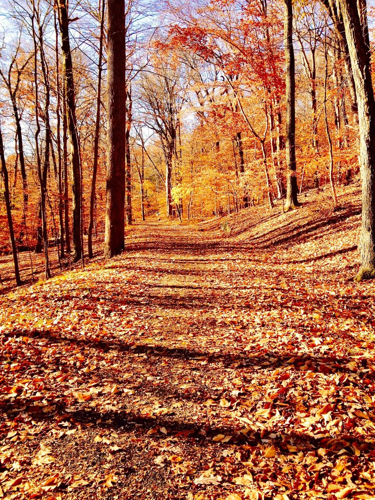Witch's Spring Trail glowing gold on an autumn morning at the Rockefellar State Park Preserve in Sleepy Hollow, NY.