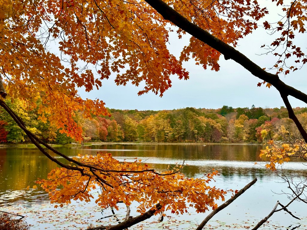 A golden orange maple in autumn framing the view of Teatown Lake in Ossining, NY.