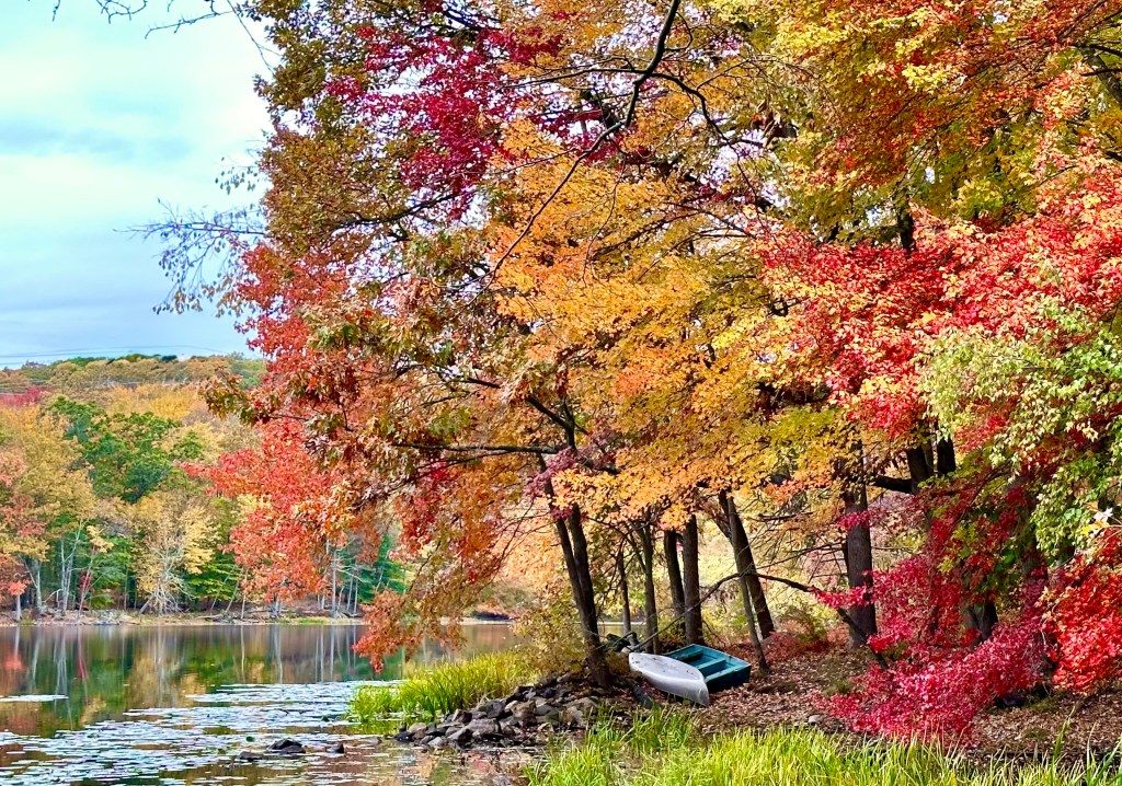 An autumn day with flaming red and glowing gold leaves over boats on the shore of Teatown Lake, Ossining, NY