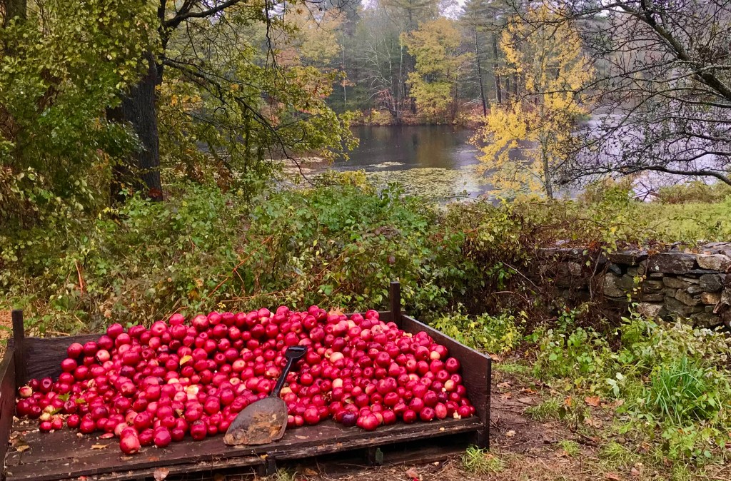 Apple Season…