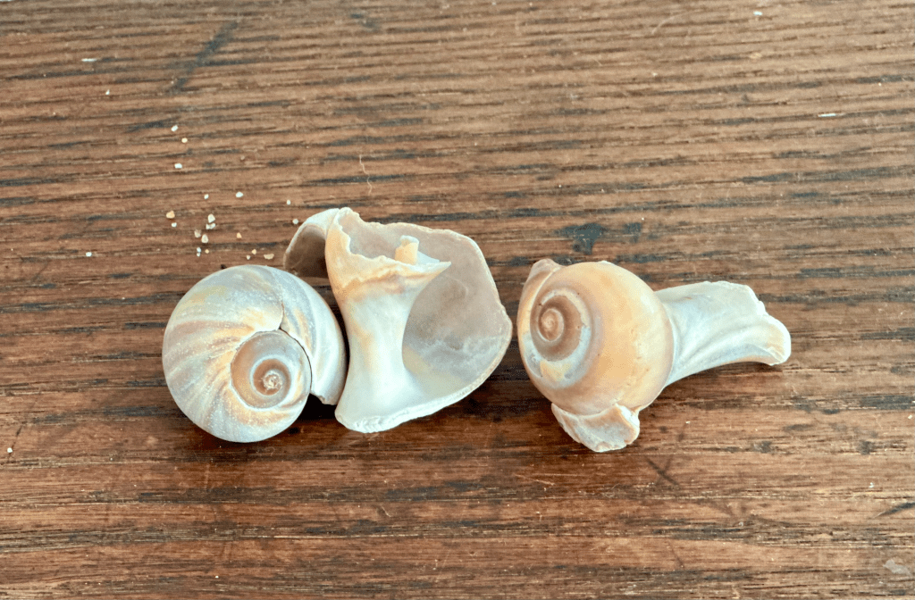 Three spiral seashells -two broken, one whole - sitting on an old wood dresser giving off Cottagecore vibes.