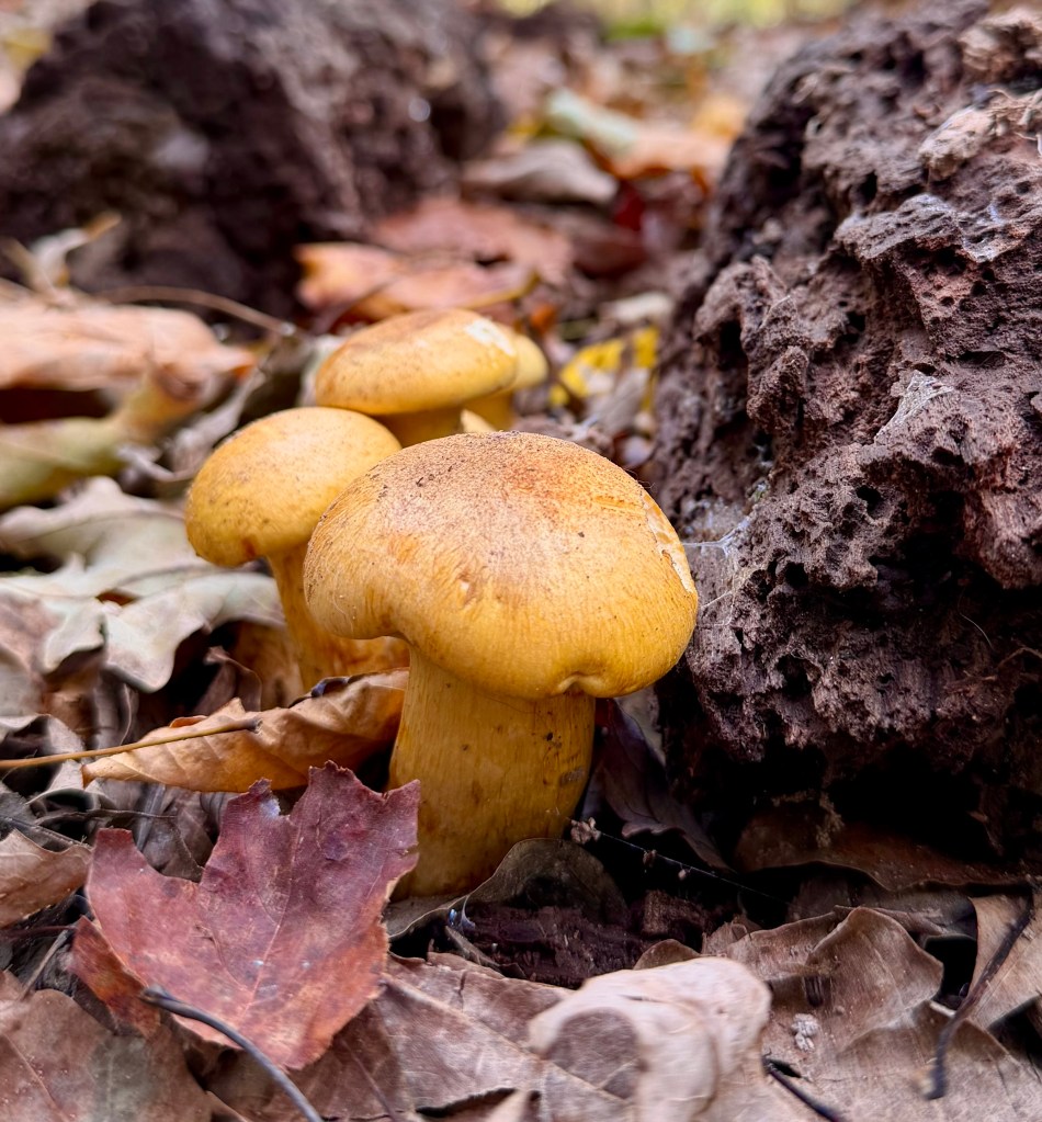 A trio of deep yellow mushrooms on the forest floor surrounded by fallen leaves.
