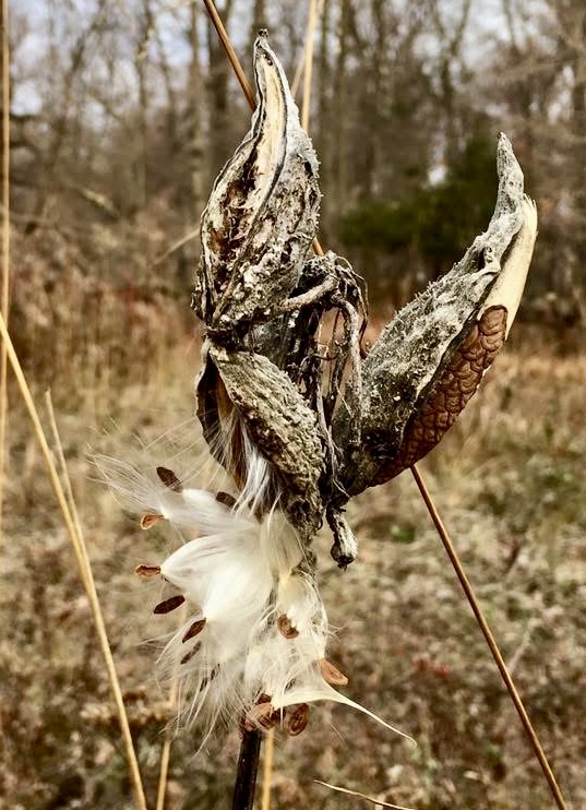 The seedpod of a milkweed plants cracking open to release its seeds in late fall - early winter.