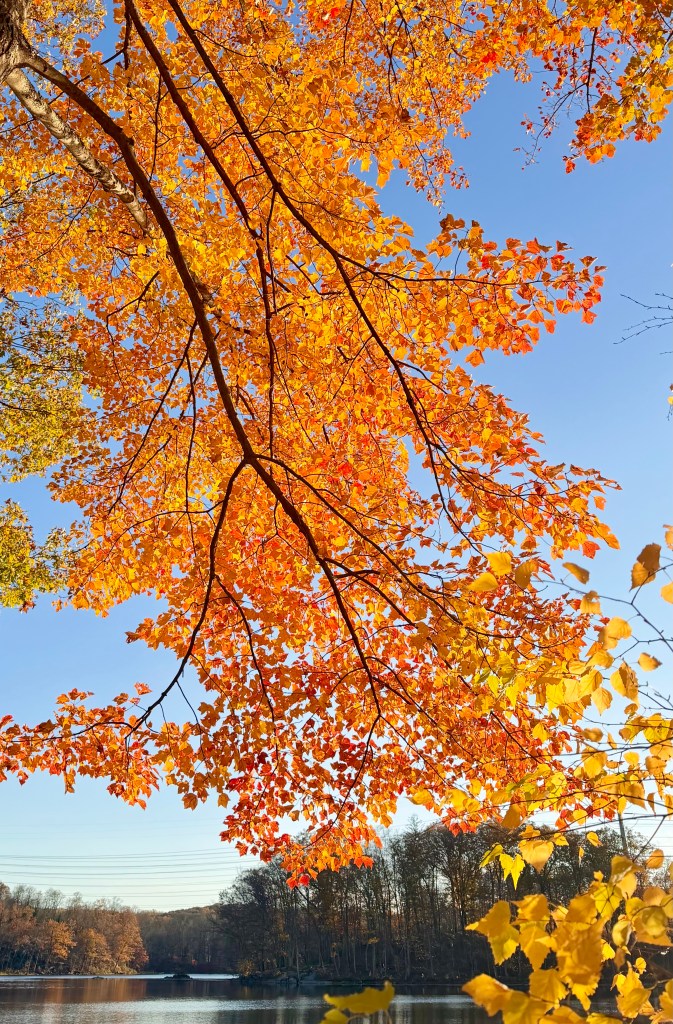Vibrant autumn leaves in shades of orange and yellow against a clear blue sky, with a serene lake in the background.