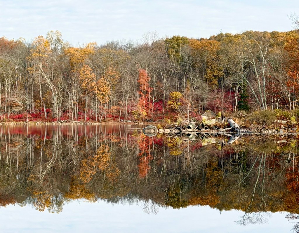 Fading fall foliage of golds and reds at Teatown Lake Preservation - Ossining, NY