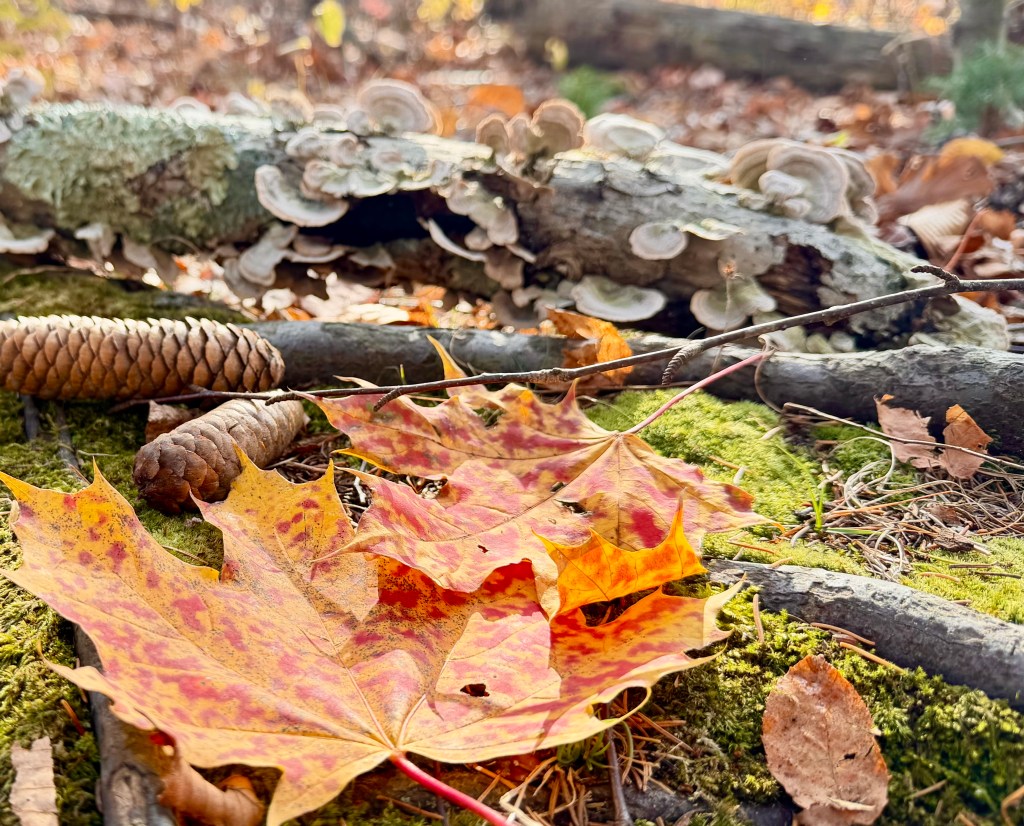The forest floor in autumn with yellow and red maple leaves, fallen pine cones, bright green moss and a fallen tree branch growing Turkey Tail mushrooms. 