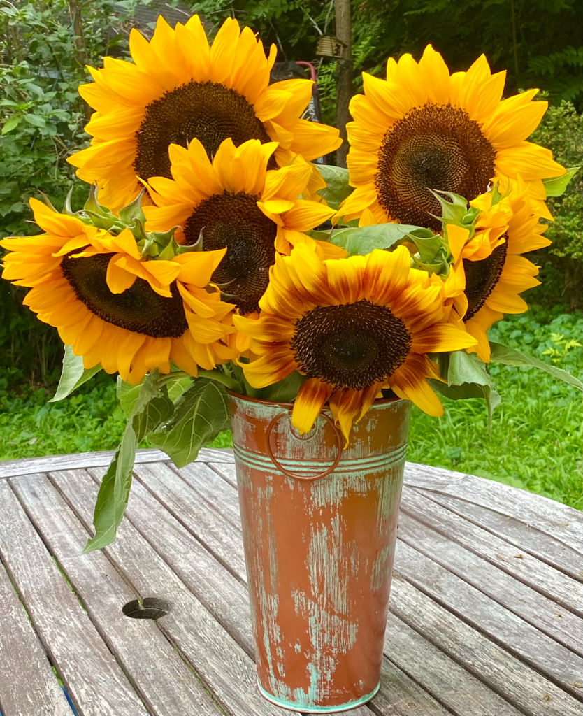 A bright bouquet of sunflowers in a rustic bucket on an old wooden table - giving off Cottagecore vibes.