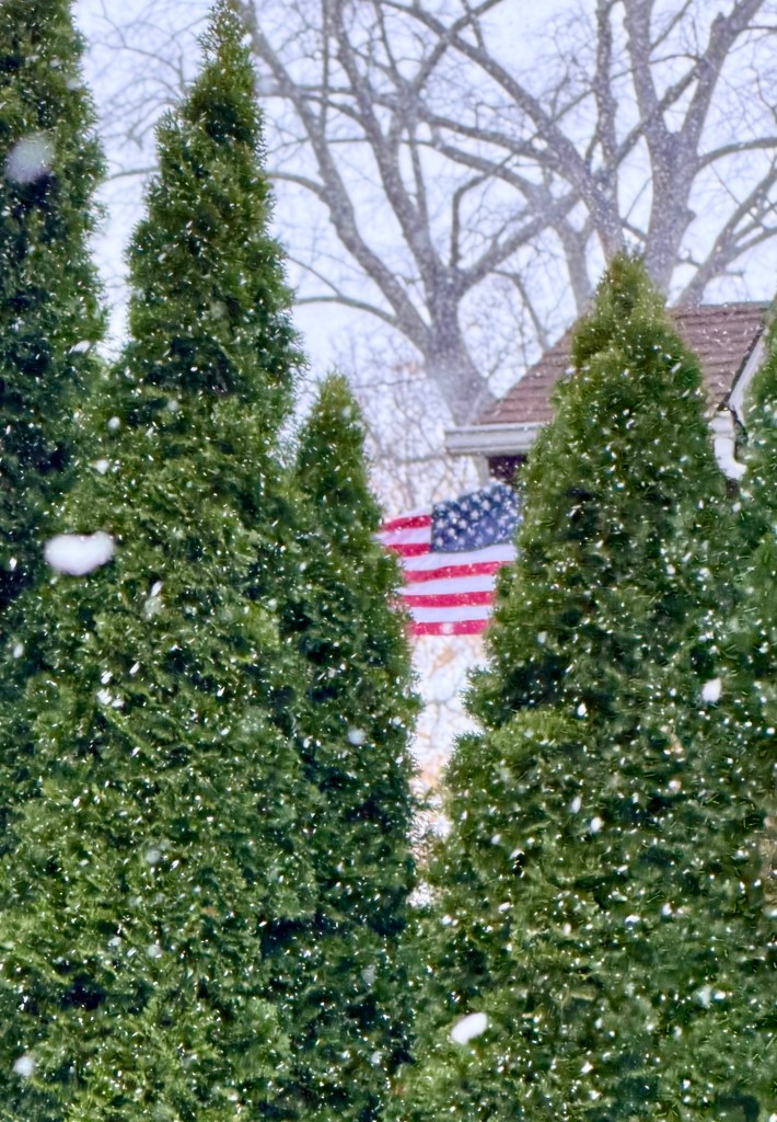 First snowfall of the season with the American flag visible through the cedar trees - captured on Veteran"s Day.