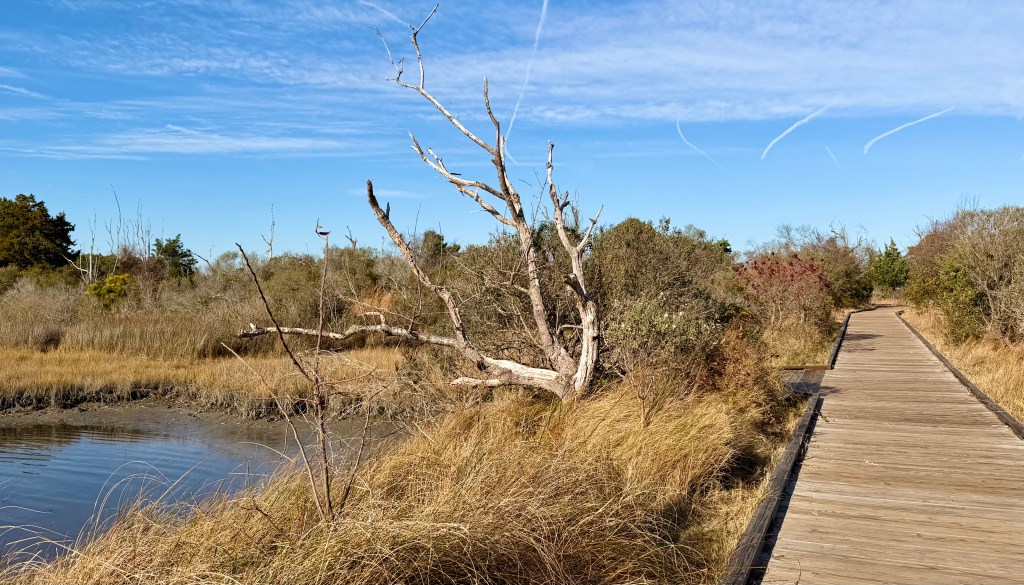 A boardwalk along the marsh on the Life of the Marsh Trail at the Assateague National Seashore, Maryland.
