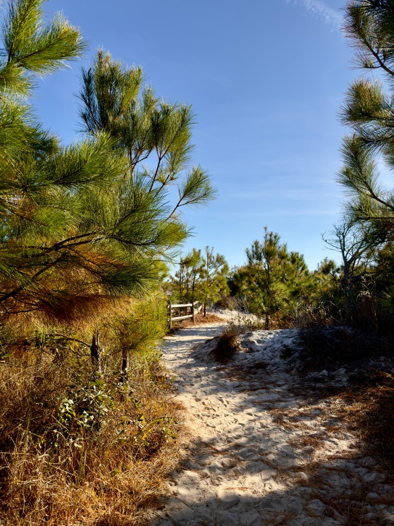 The Life of the Dunes Trail - Assateague National Seashore, Assateague Island, Maryland.