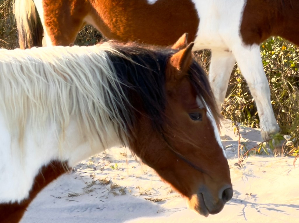 A close-up of a white and brown wild horse with white and brown mane on Assateague Island - Assateague National Seashore, Maryland.