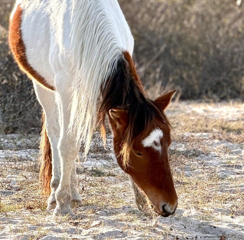 Brown and white wild horse grazing near beach on Assateague Island, Maryland.