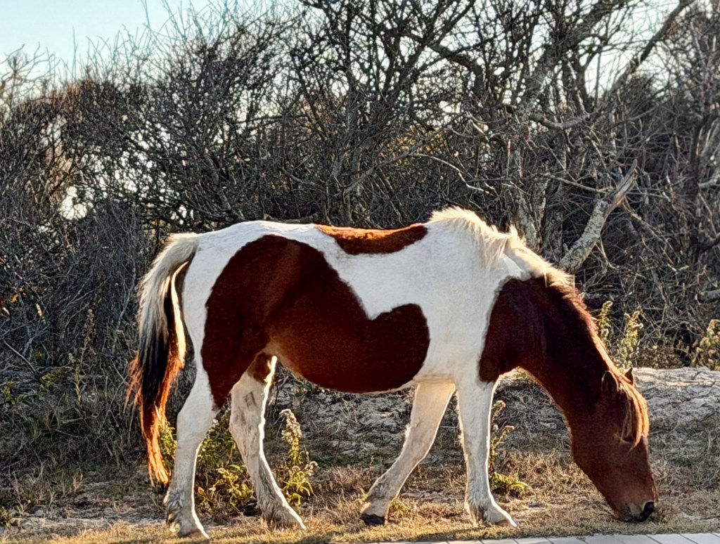 A brown and white horse grazing on grass near a sparse bush backdrop.