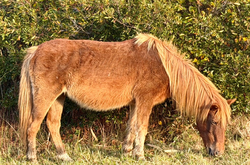 A brown Chincoteague pony grazing near marsh on the Chincoteague National Wildlife Refuge - Assateague Island, Virginia.