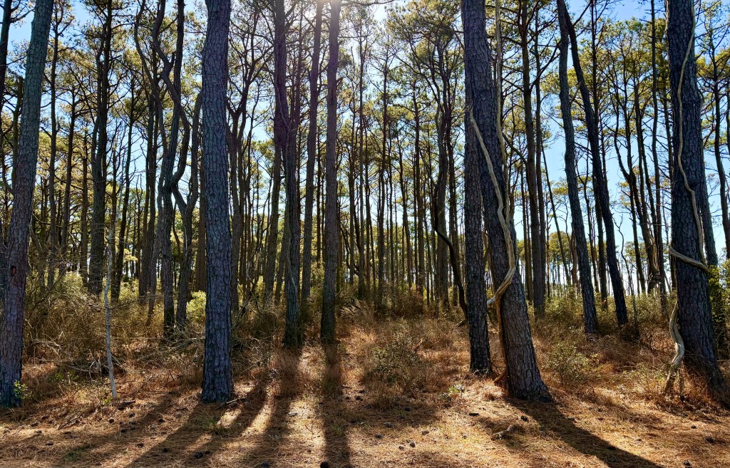 The Life of the Forest Trail on Assateague Island, Assateague National Seashore, Maryland.