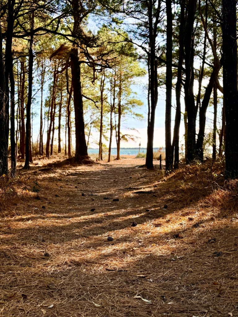 The Woodland Trail on Assateague Island - Chincoteague National Wildlife Refuge, Virginia.