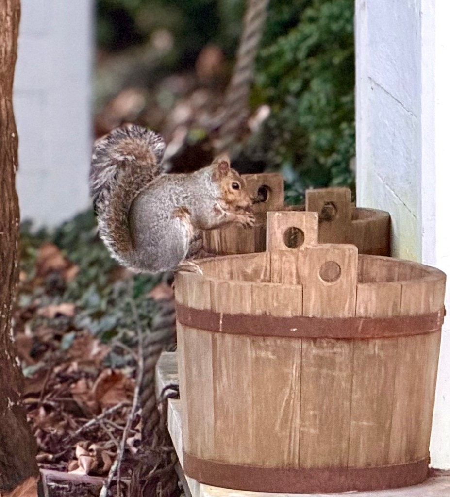 A fluffy little brown and gray squirrel perched on a wooden bucket eating an acorn at Colonial Williamsburg.