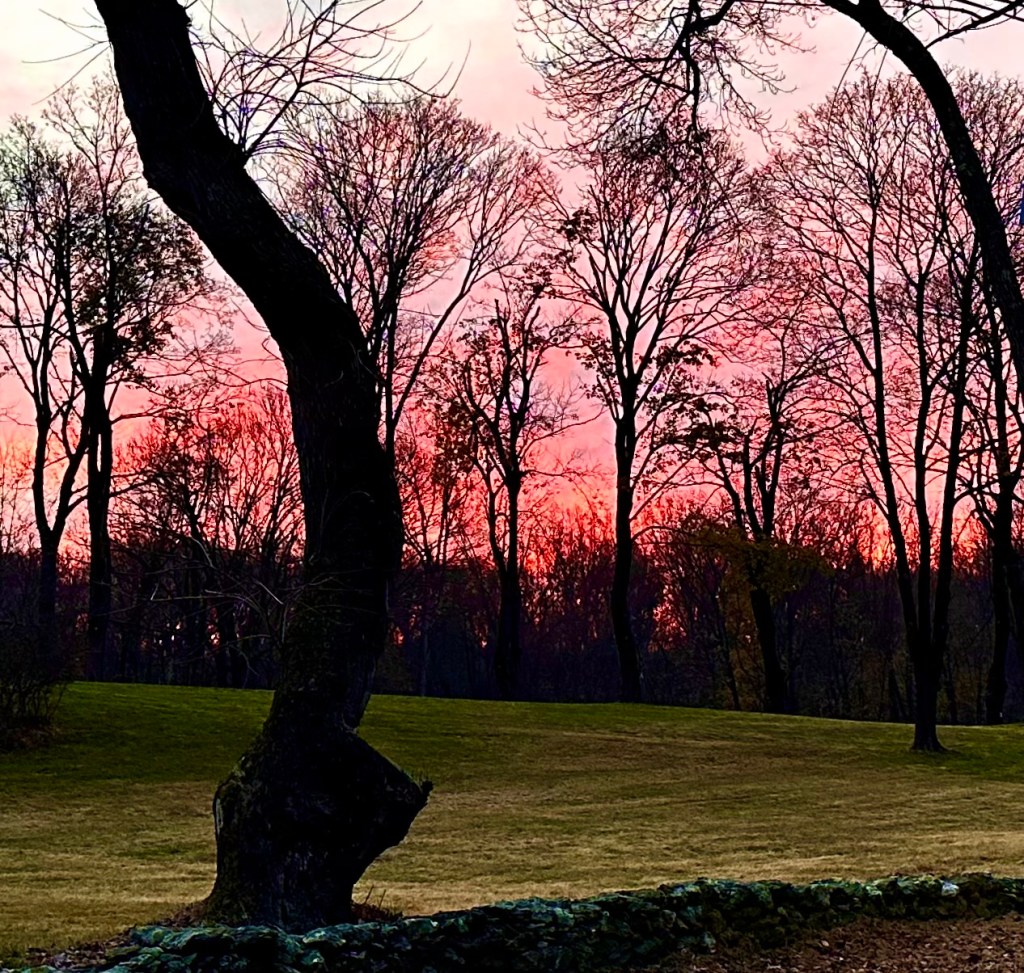 Bare trees against a vibrant pink sunset in late November.