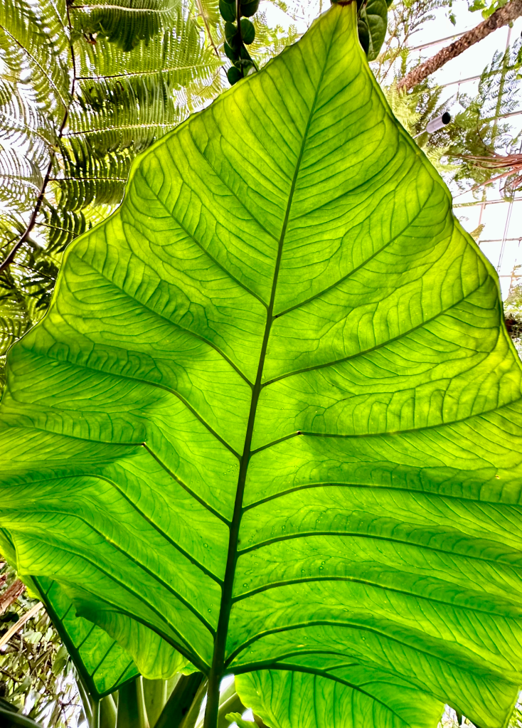 A large tropical leaf in a conservatory back lit to show off the complex network of veins