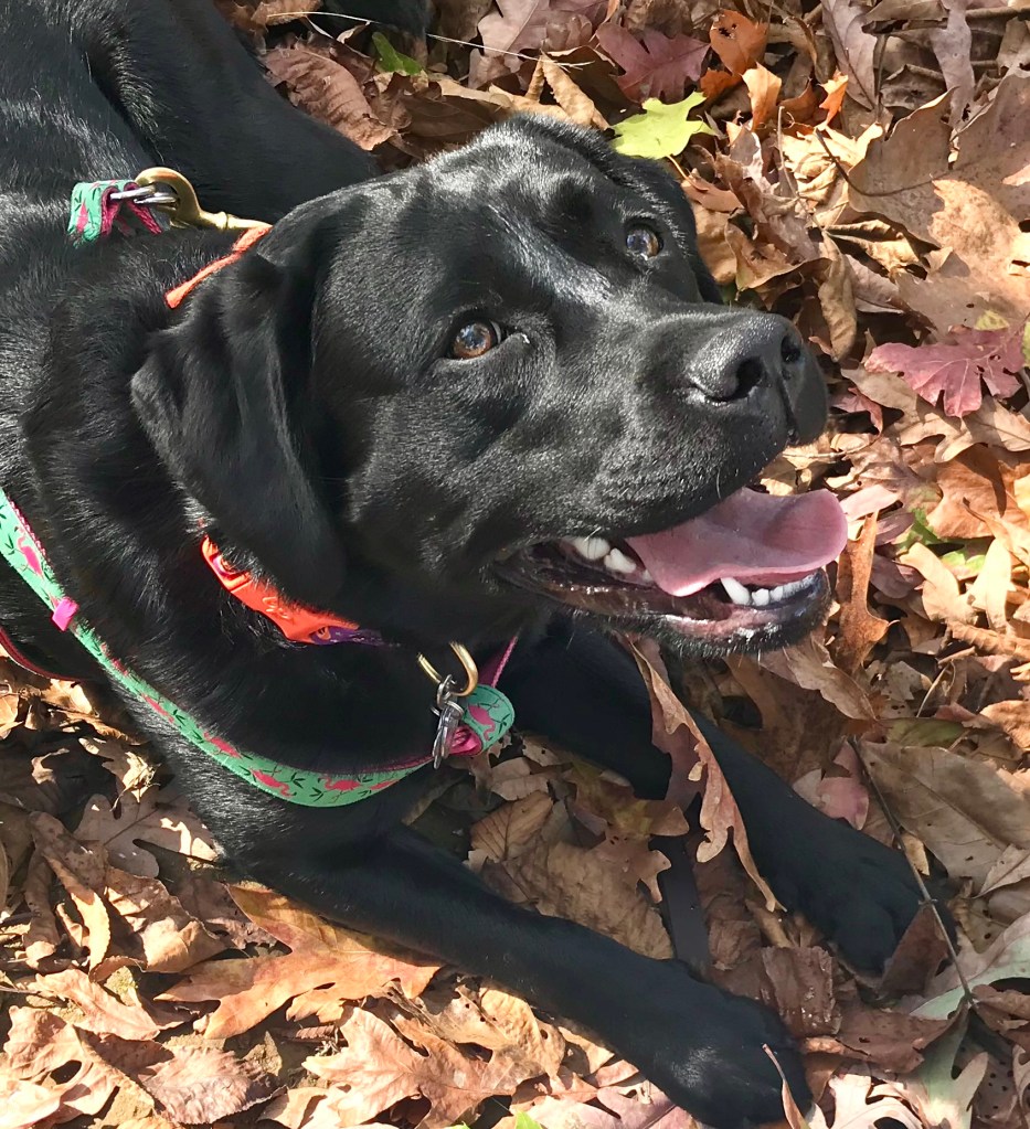 A happy, panting black Labrador Retriever with bright eyes laying in fallen leaves on the forest floor.