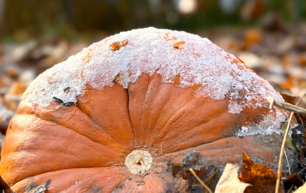 The Snow That Wasn’t & Off-Beat December Celebration&nbsp;Days.
