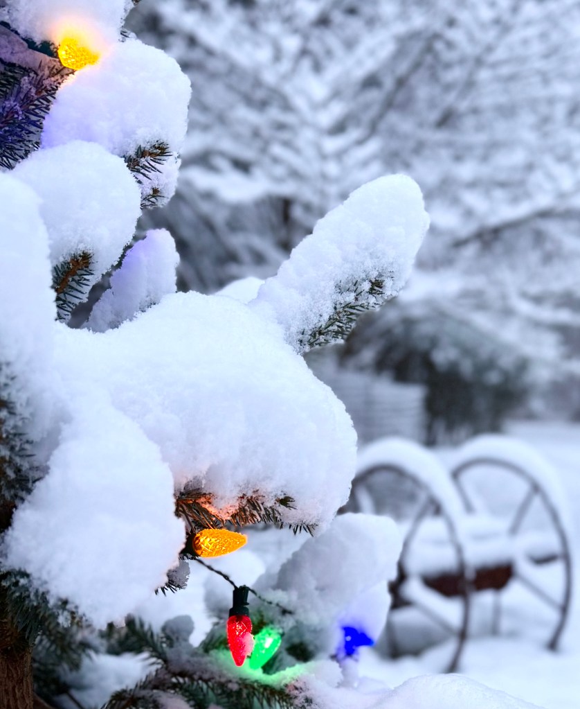Close-up of evergreen branches covered in snow with colorful Christmas lights, in a wintry landscape.