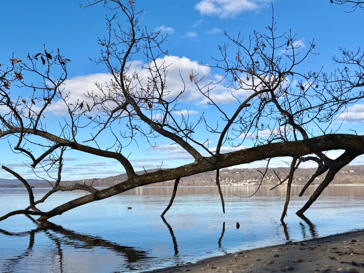 Dog Days of&nbsp;Winter