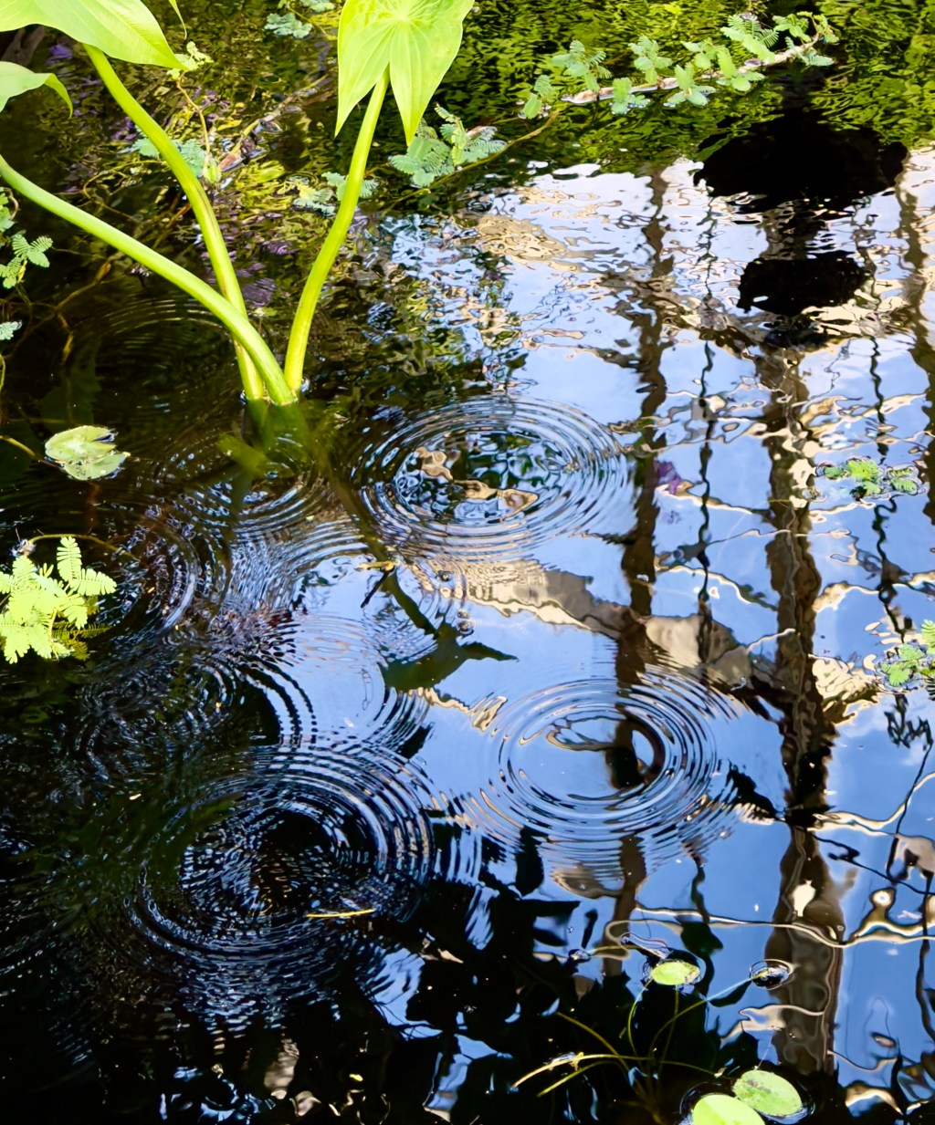 Finding Magic in Nature’s Reflections