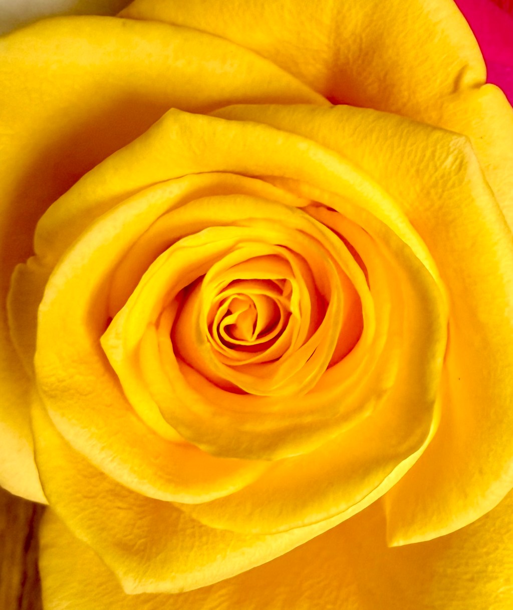 Roses: The Beauty is in the Details…