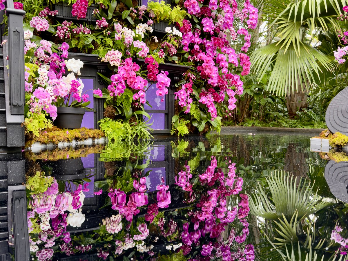 Orchids and Cranky&nbsp;Horses