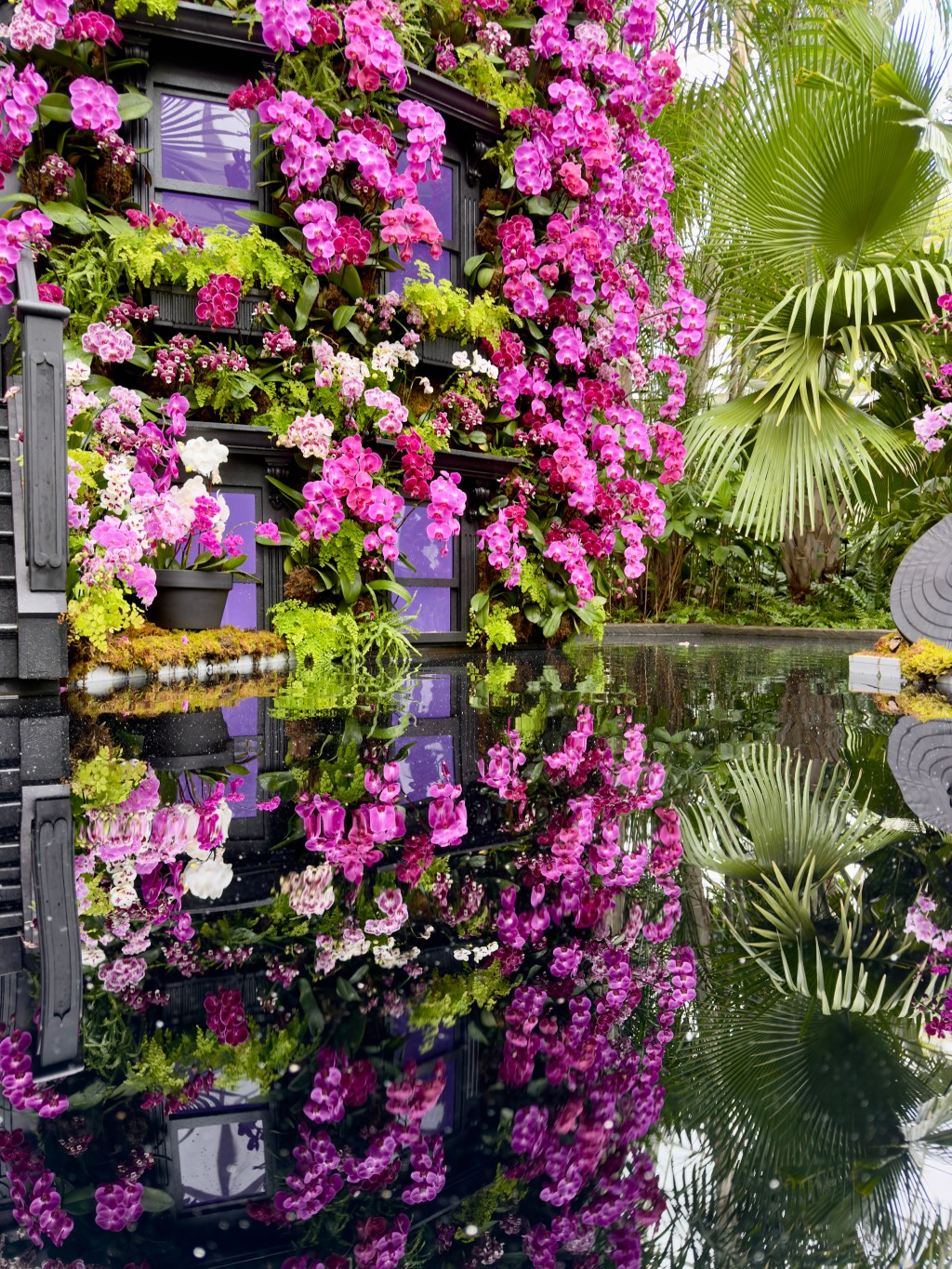 Orchids and Cranky Horses