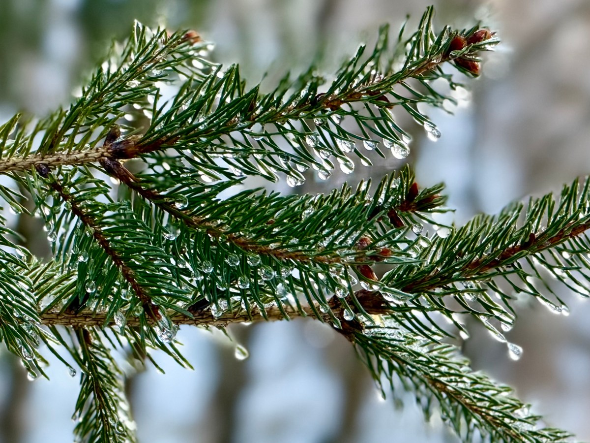 The Melting of&nbsp;Winter