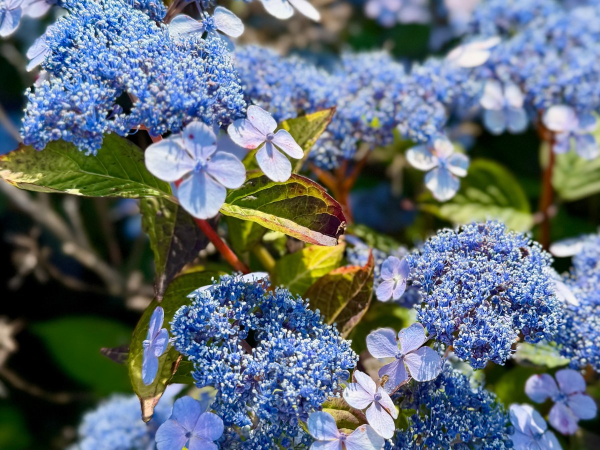 Summer Hydrangeas