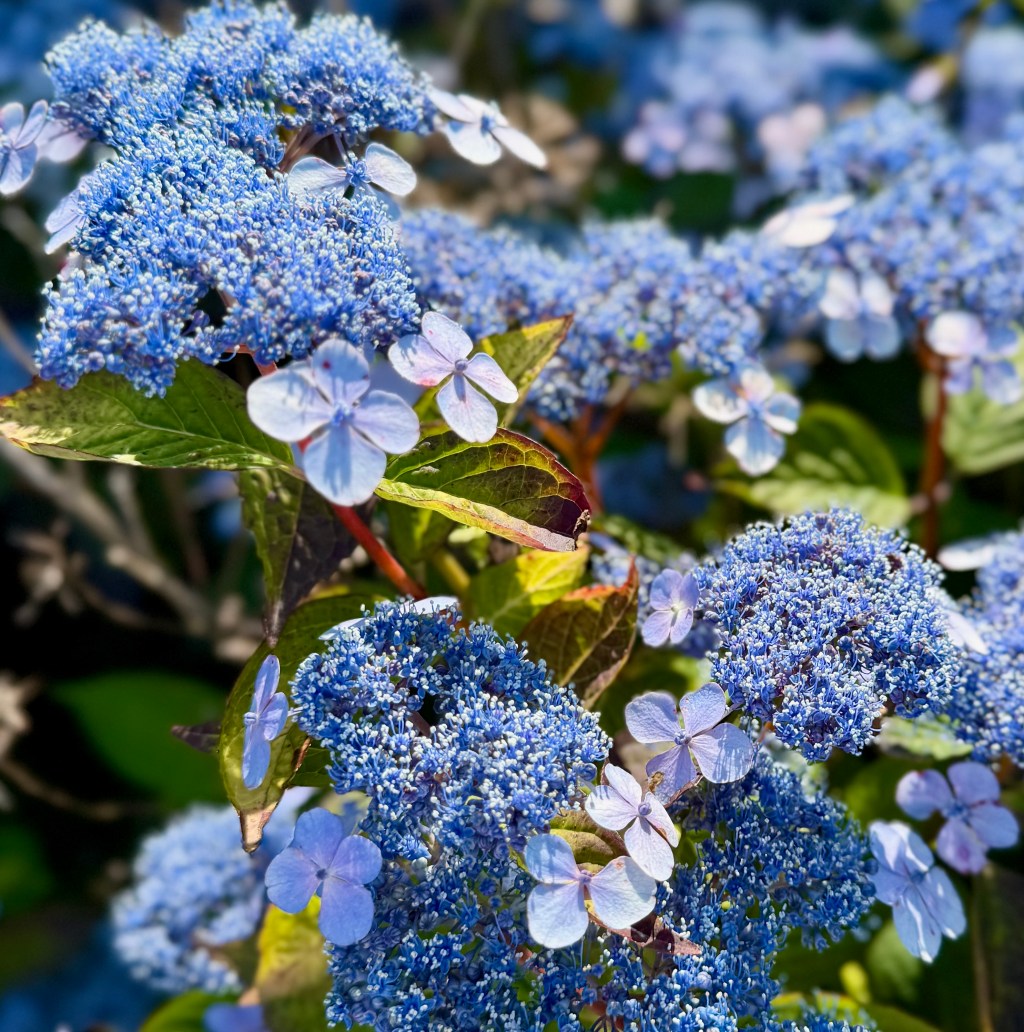 Summer Hydrangeas