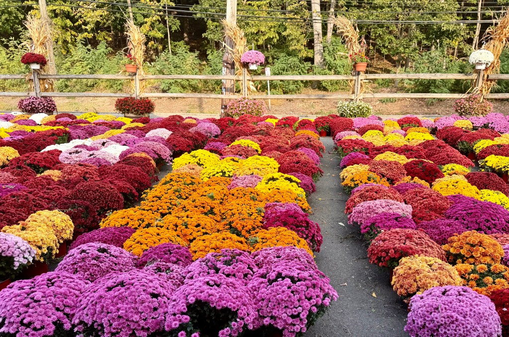 A vibrant display of various colorful chrysanthemums arranged in rows, featuring shades of purple, red, yellow, and orange, set against a backdrop of trees and decorative plants.