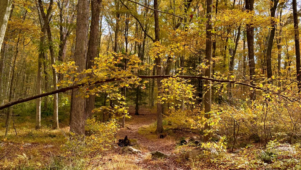 A serene forest scene in autumn featuring tall trees with vibrant yellow leaves and a dirt path winding through the foliage.