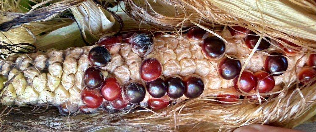 Close-up of an ear of corn showing kernels in varying shades of red, purple, and yellow, along with husk strands.