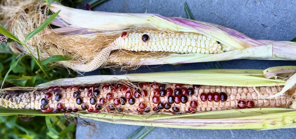 A close-up view of two ears of corn with colorful kernels, one with yellow and red kernels, and the other featuring a mix of black and red seeds, partially covered by husks.