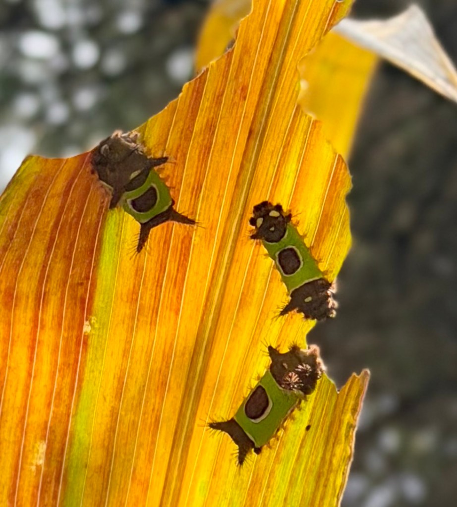 Three caterpillars with distinctive green and brown markings on a vibrant yellow leaf.