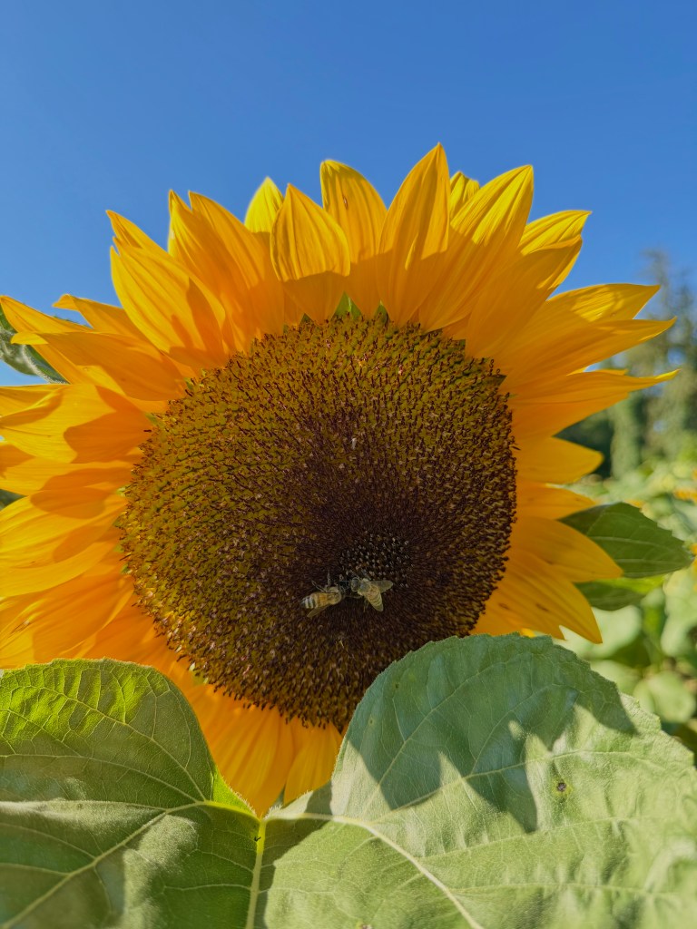 A close-up of a sunflower with bright yellow petals and a dark center, featuring two bees collecting pollen, set against a clear blue sky.