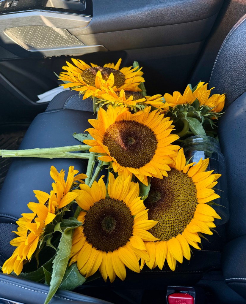 A collection of vibrant sunflowers resting on a car seat, with a jar partially visible beside them.