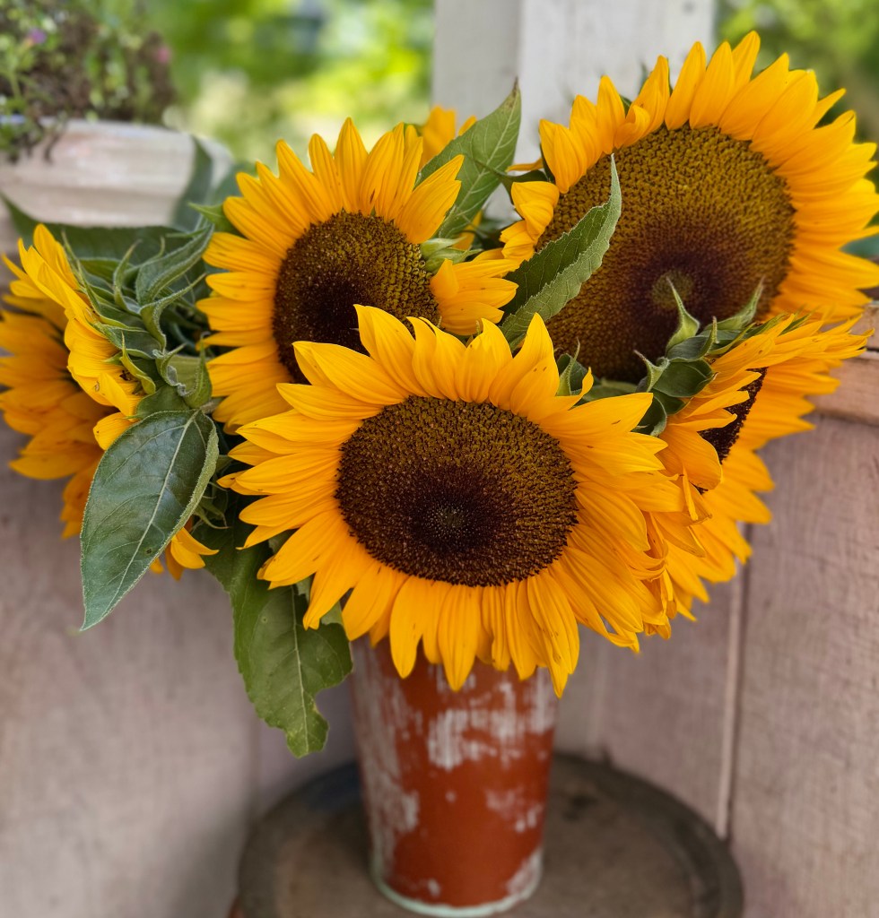 A bouquet of vibrant sunflowers in a rustic orange pot, set against a blurred green background.