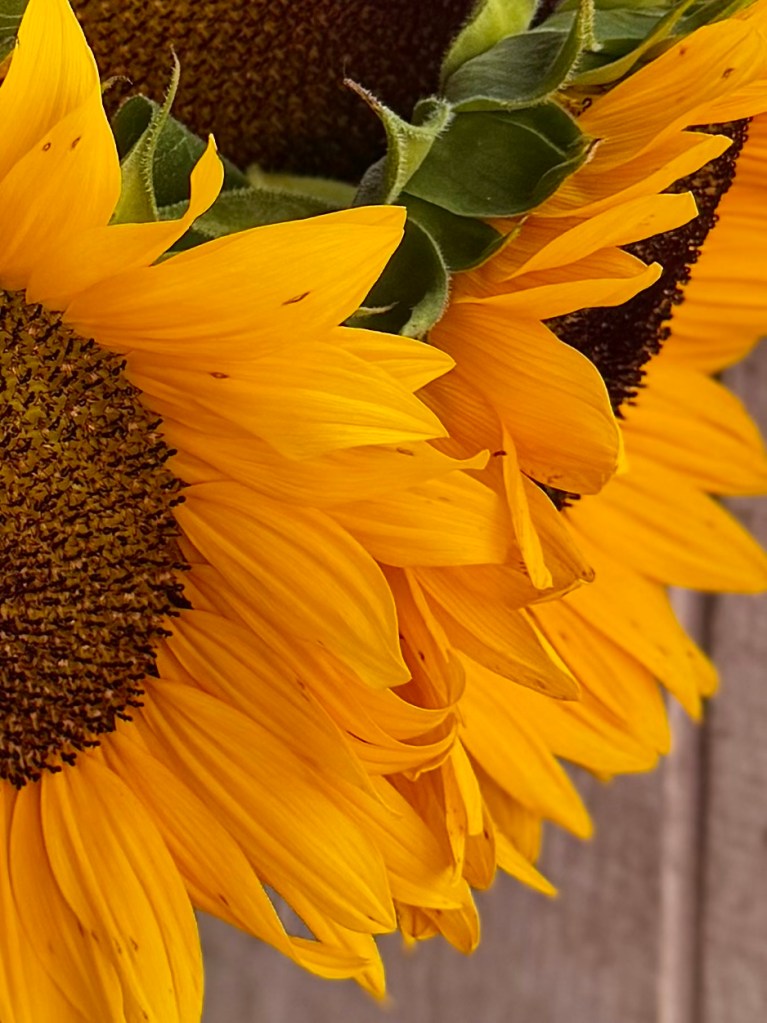 Close-up of vibrant yellow sunflowers with detailed petals and a dark center, against a rustic wooden background.