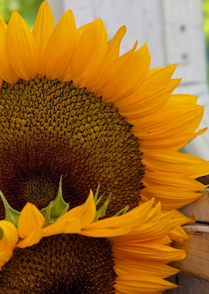 Close-up of a sunflower with bright yellow petals and a textured brown center.